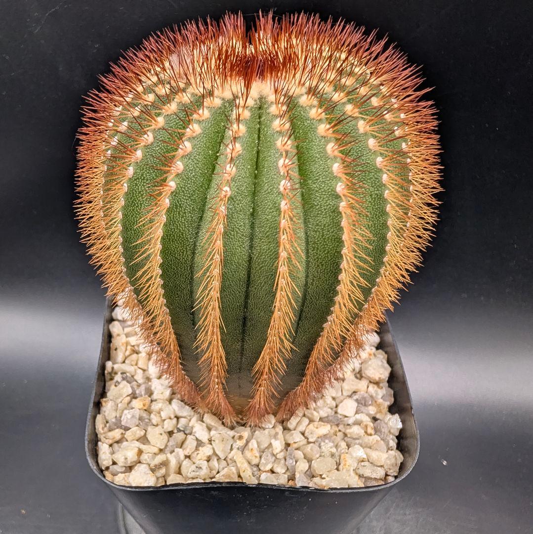 赤刺 エリオカクトイデス 開花球 実生 鉢植えメルカリ便送料込み