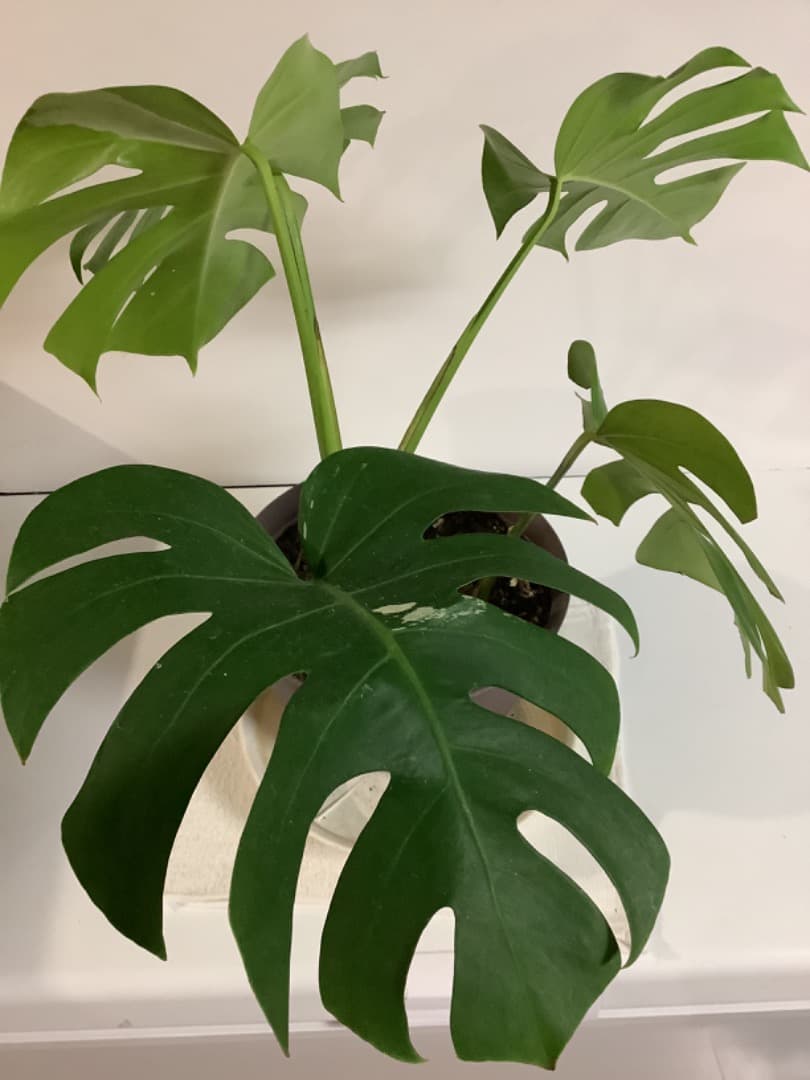 【らんた様ご提案用】特大微斑入りモンステラ（ボルシギアナ種）根上がり株【現品】