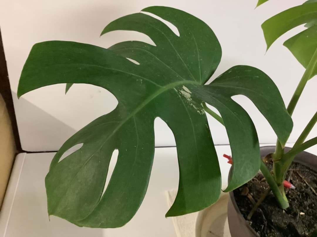 【らんた様ご提案用】特大微斑入りモンステラ（ボルシギアナ種）根上がり株【現品】