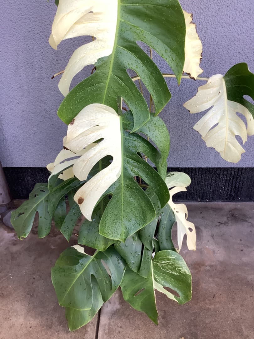 【らんた様ご提案用】特大微斑入りモンステラ（ボルシギアナ種）根上がり株【現品】