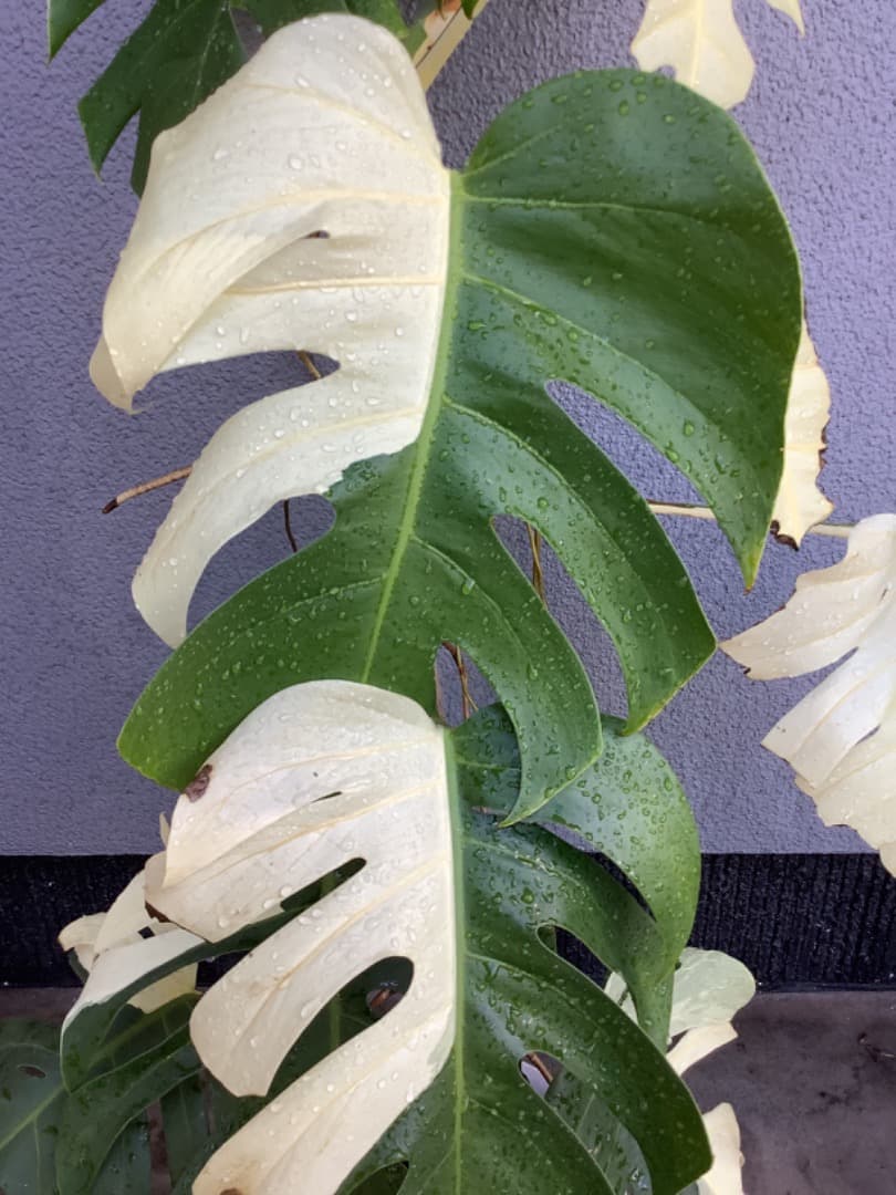 【らんた様ご提案用】特大微斑入りモンステラ（ボルシギアナ種）根上がり株【現品】