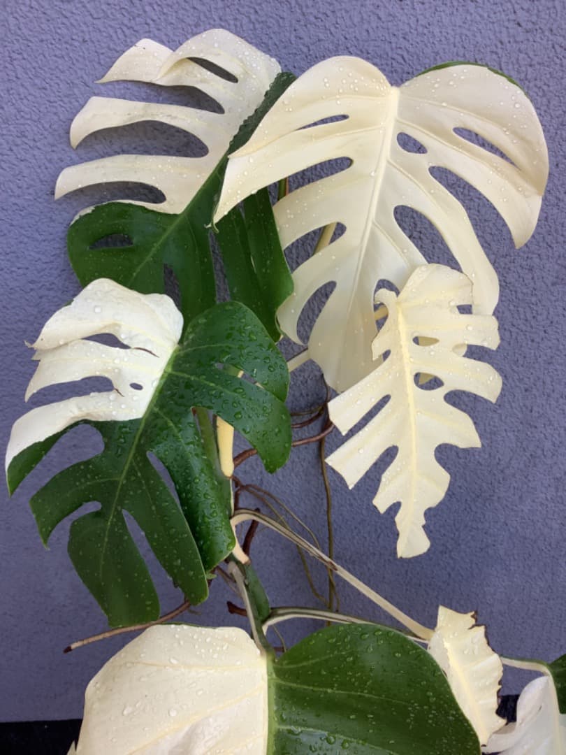 【らんた様ご提案用】特大微斑入りモンステラ（ボルシギアナ種）根上がり株【現品】