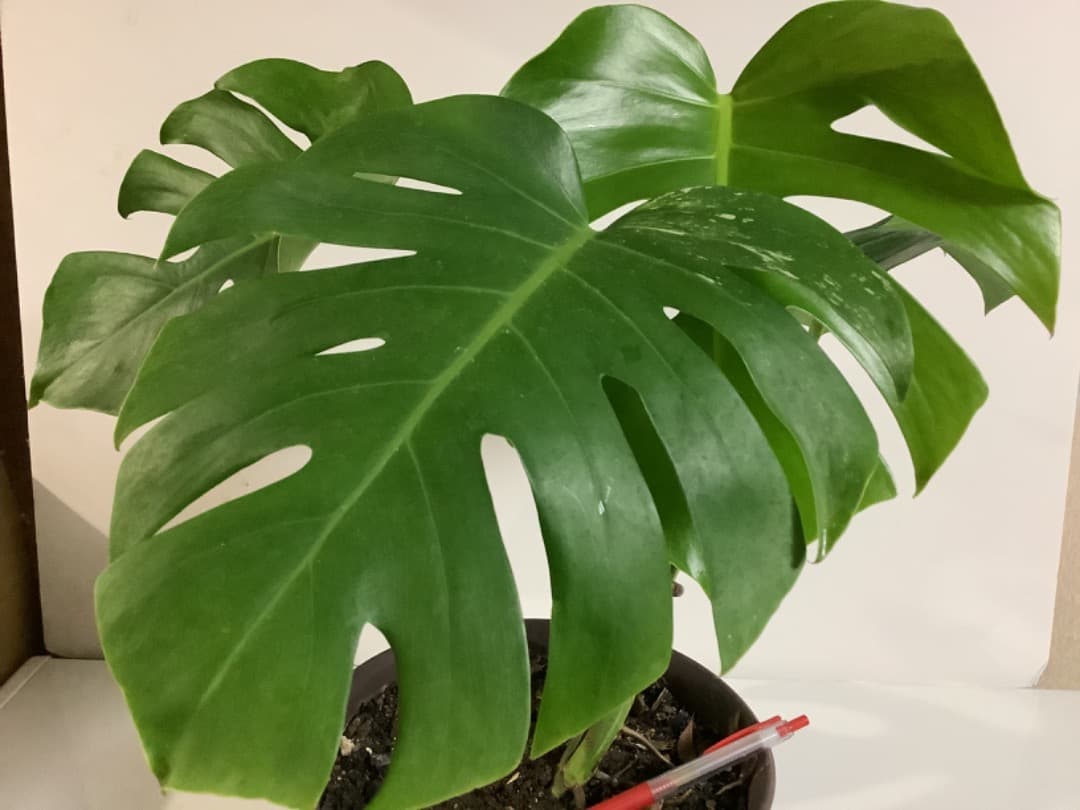 【らんた様ご提案用】特大微斑入りモンステラ（ボルシギアナ種）根上がり株【現品】