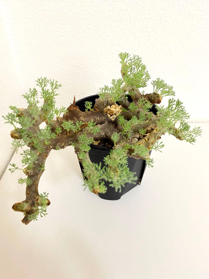 モンソニア ムルチフィダ　サルコカウロン ムルチフィズム　現地株