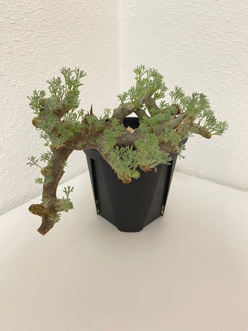 モンソニア ムルチフィダ　サルコカウロン ムルチフィズム　現地株