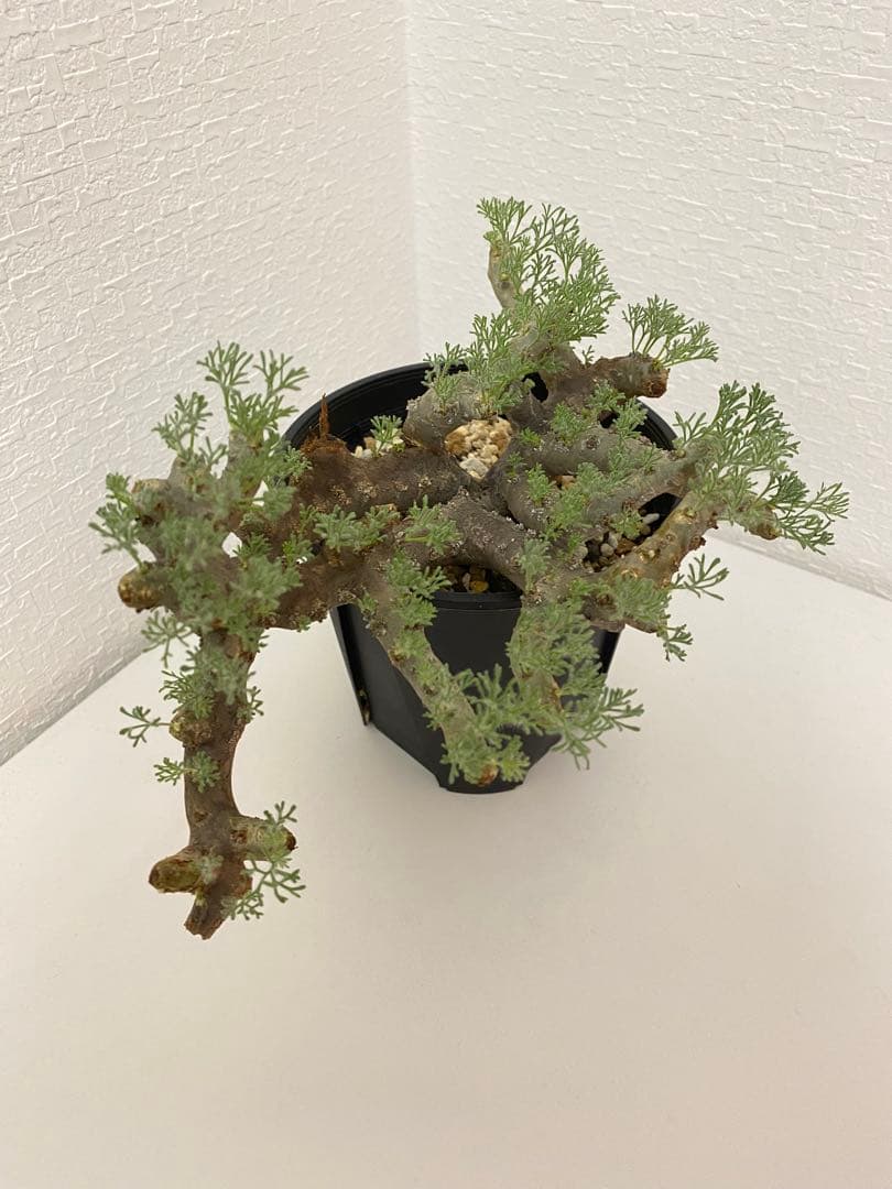 モンソニア ムルチフィダ　サルコカウロン ムルチフィズム　現地株