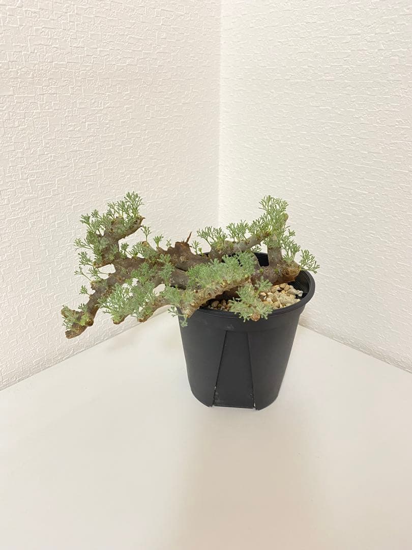 モンソニア ムルチフィダ　サルコカウロン ムルチフィズム　現地株