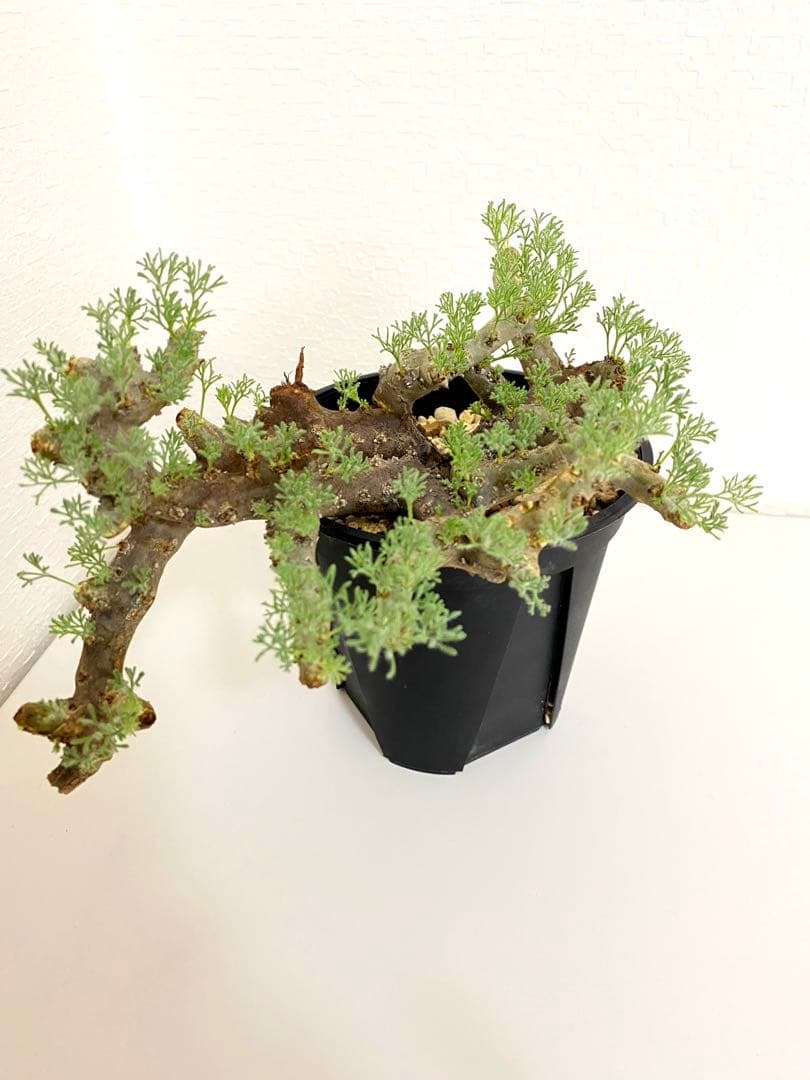 モンソニア ムルチフィダ　サルコカウロン ムルチフィズム　現地株