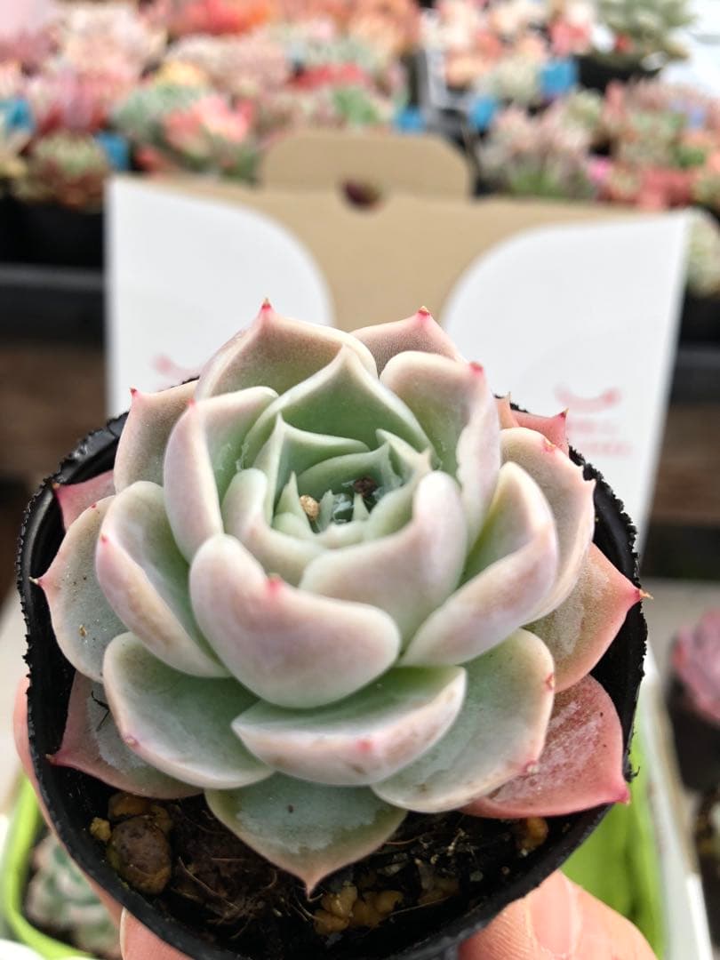 多肉植物 miyaさん苗♡抜き苗セット(メルカリ便)