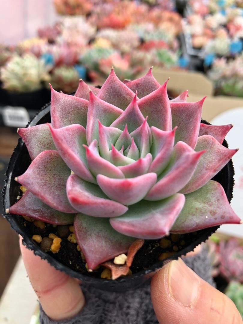 多肉植物 miyaさん苗♡抜き苗セット(メルカリ便)