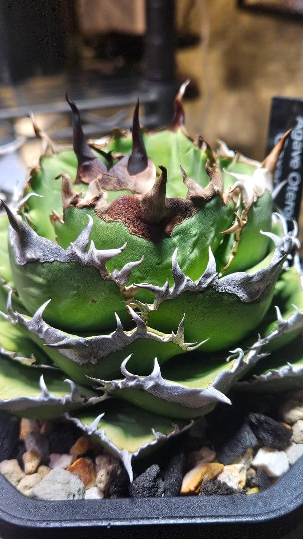 発根済 アガベ チタノタ オテロイ 現地実生