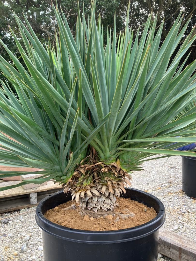 【超希少種】ユッカ・デグリナータ #25106