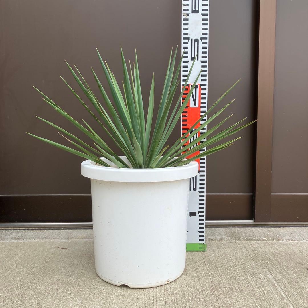 【超希少種】ユッカ・デグリナータ #25106