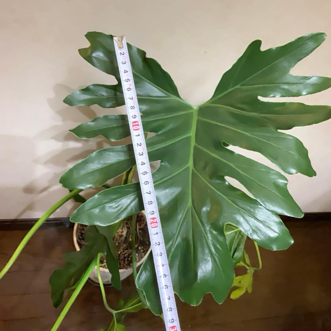 【観葉植物】フィロデンドロン・セローム 大きな葉 全長約110cm ぬき苗