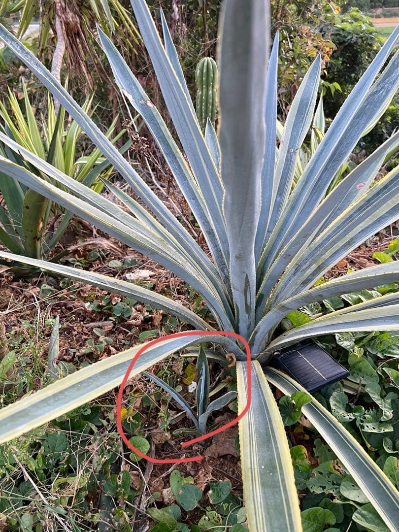 テキラーナサンライズ テキーラ斑入り 抜き苗