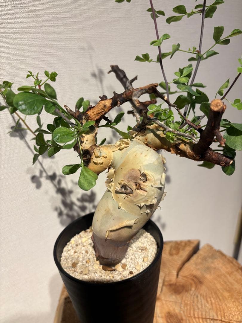 ソマリア　カタフ　ピュアカタフ　コミフォラ