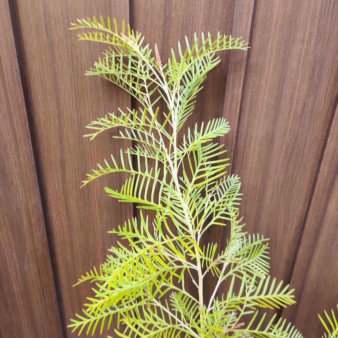 グレビレア　レッドフックス　鉢植え　オージープランツ