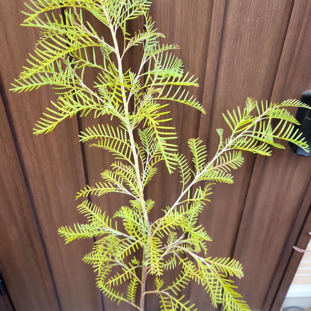 グレビレア　レッドフックス　鉢植え　オージープランツ