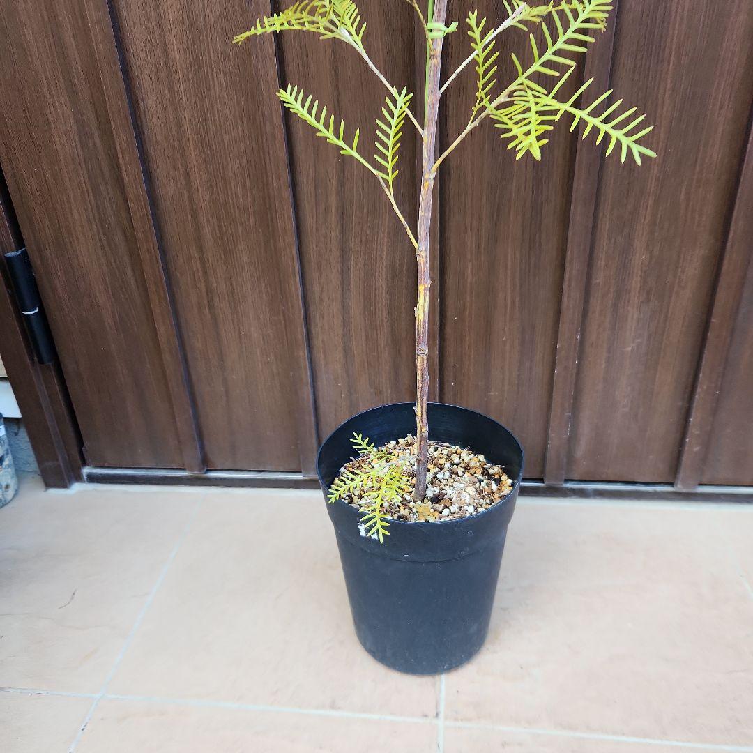 グレビレア　レッドフックス　鉢植え　オージープランツ