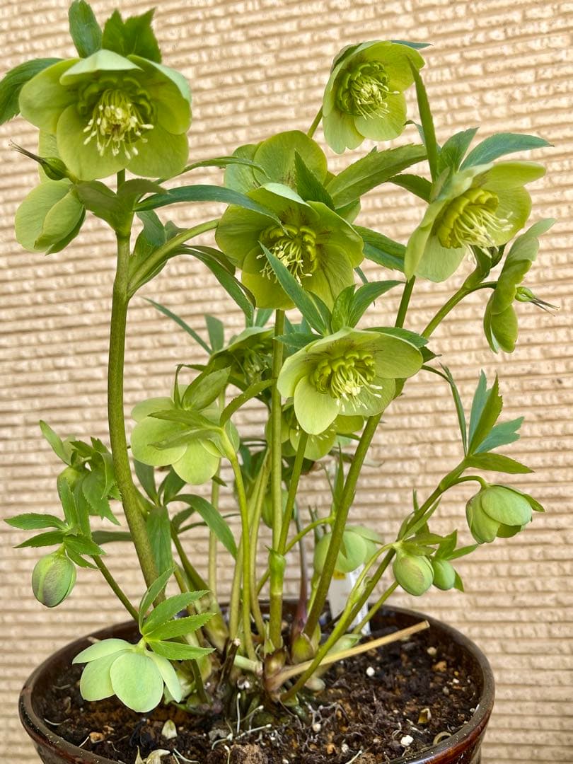 クリスマスローズ苗　未株分　グリーンGhybフラッシュ✖️ 丸弁グリーン白ピコティ