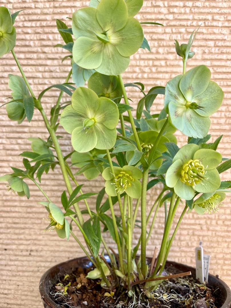 クリスマスローズ苗　未株分　グリーンGhybフラッシュ✖️ 丸弁グリーン白ピコティ