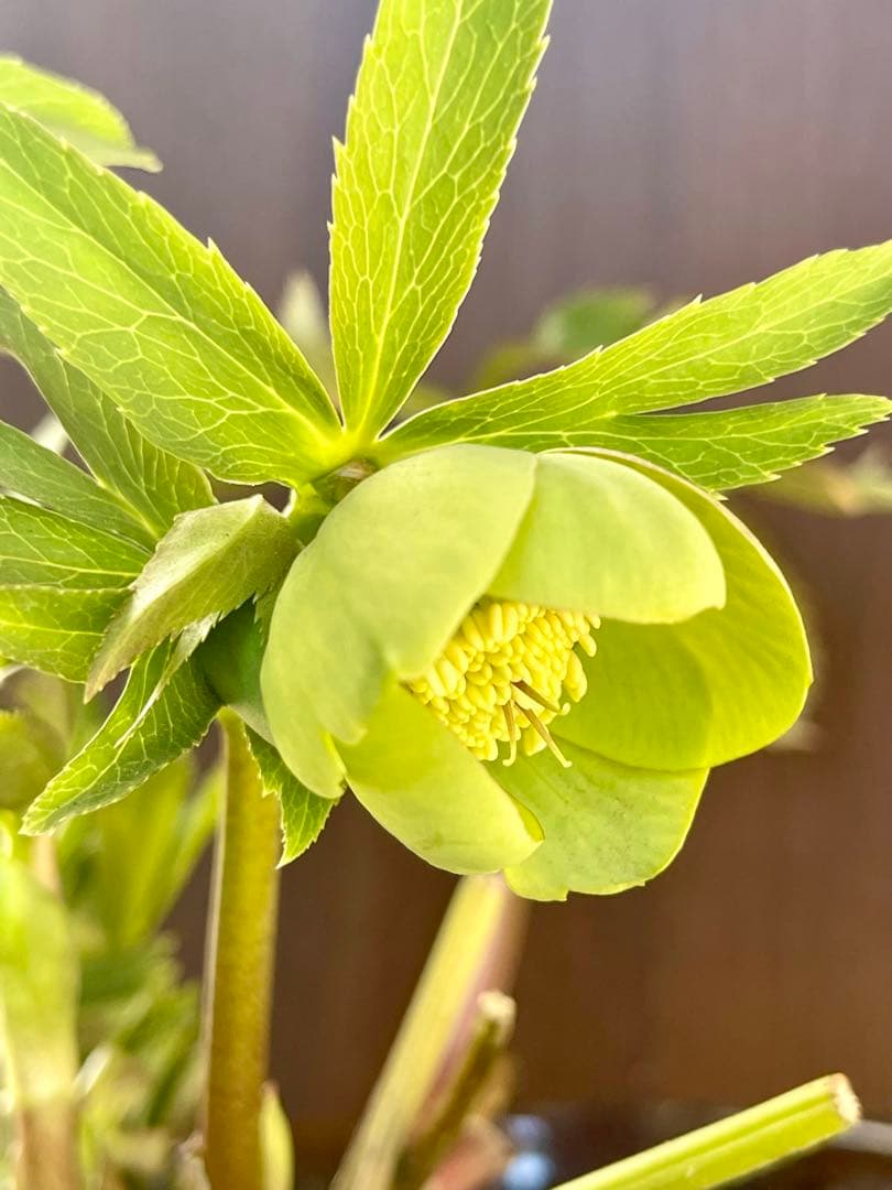 クリスマスローズ苗　未株分　グリーンGhybフラッシュ✖️ 丸弁グリーン白ピコティ