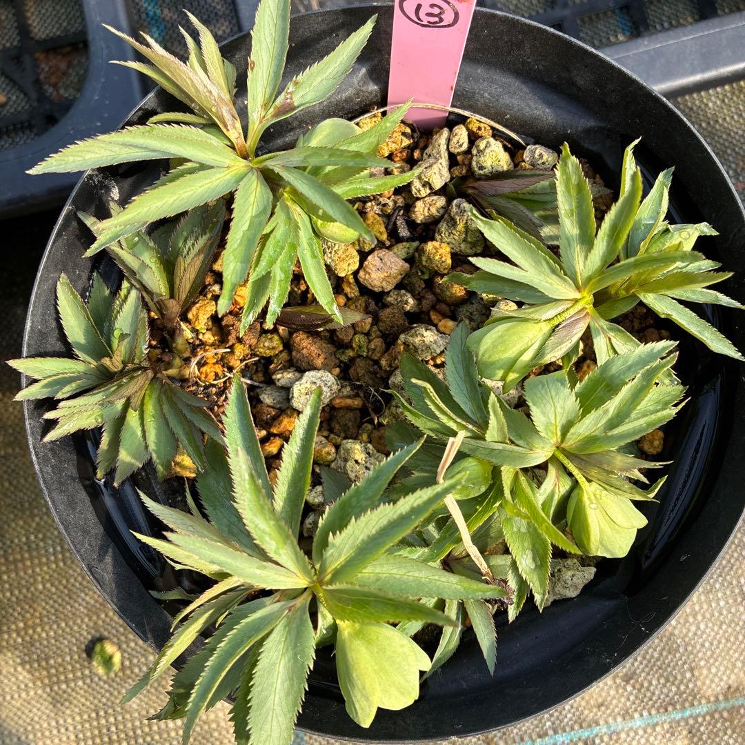 （13）クリスマスローズ　原種　デュメトラム　５寸