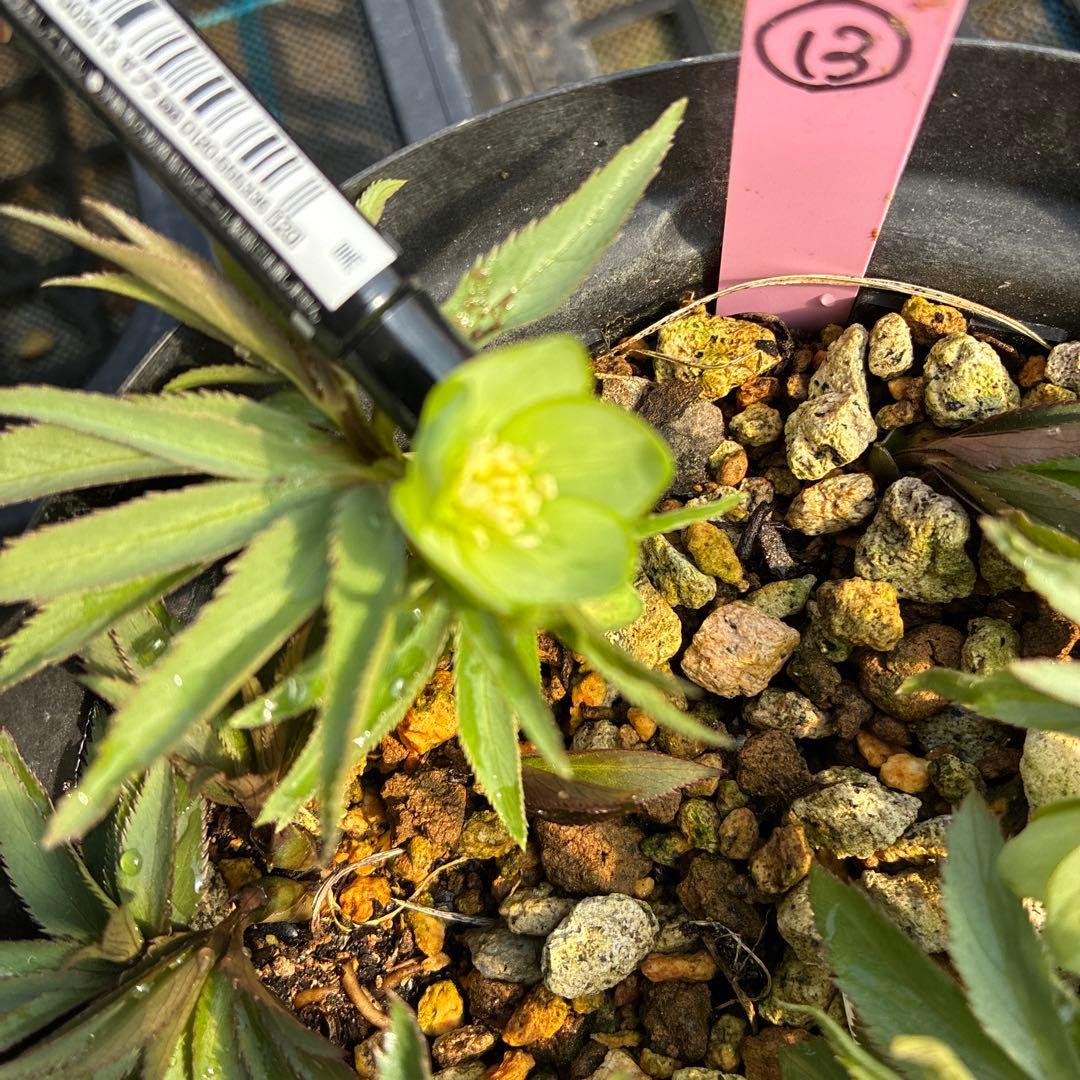 （13）クリスマスローズ　原種　デュメトラム　５寸