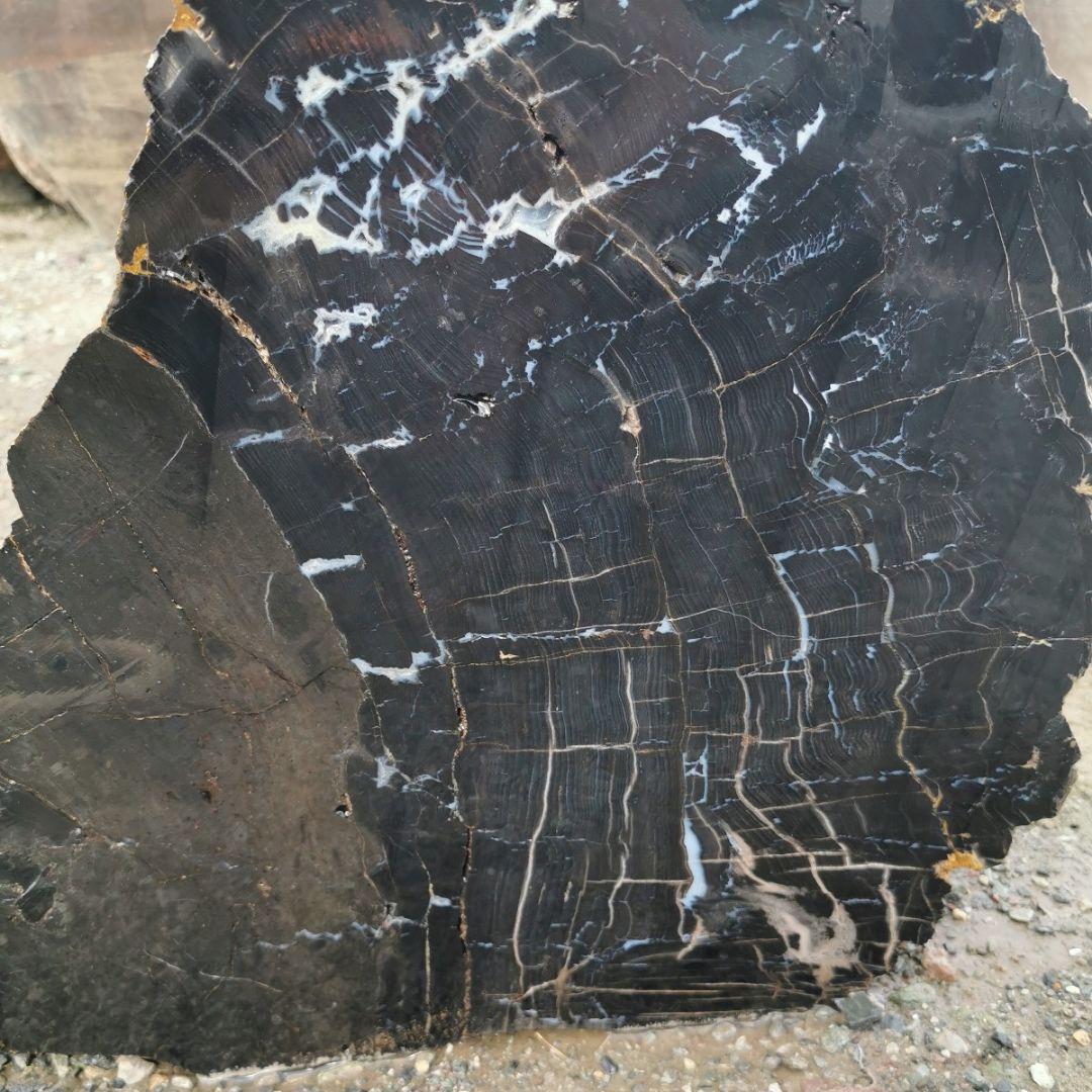 秋田産　珪化木　57キロ　木化石　庭石　鑑賞石　石　庭　ガーデニング　置物