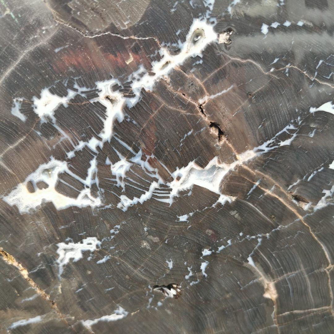 秋田産　珪化木　57キロ　木化石　庭石　鑑賞石　石　庭　ガーデニング　置物