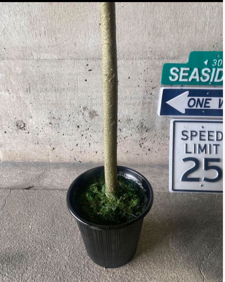 光触媒　人工観葉植物　ウォールグリーン　フェイクグリーン　ウンベラータ144