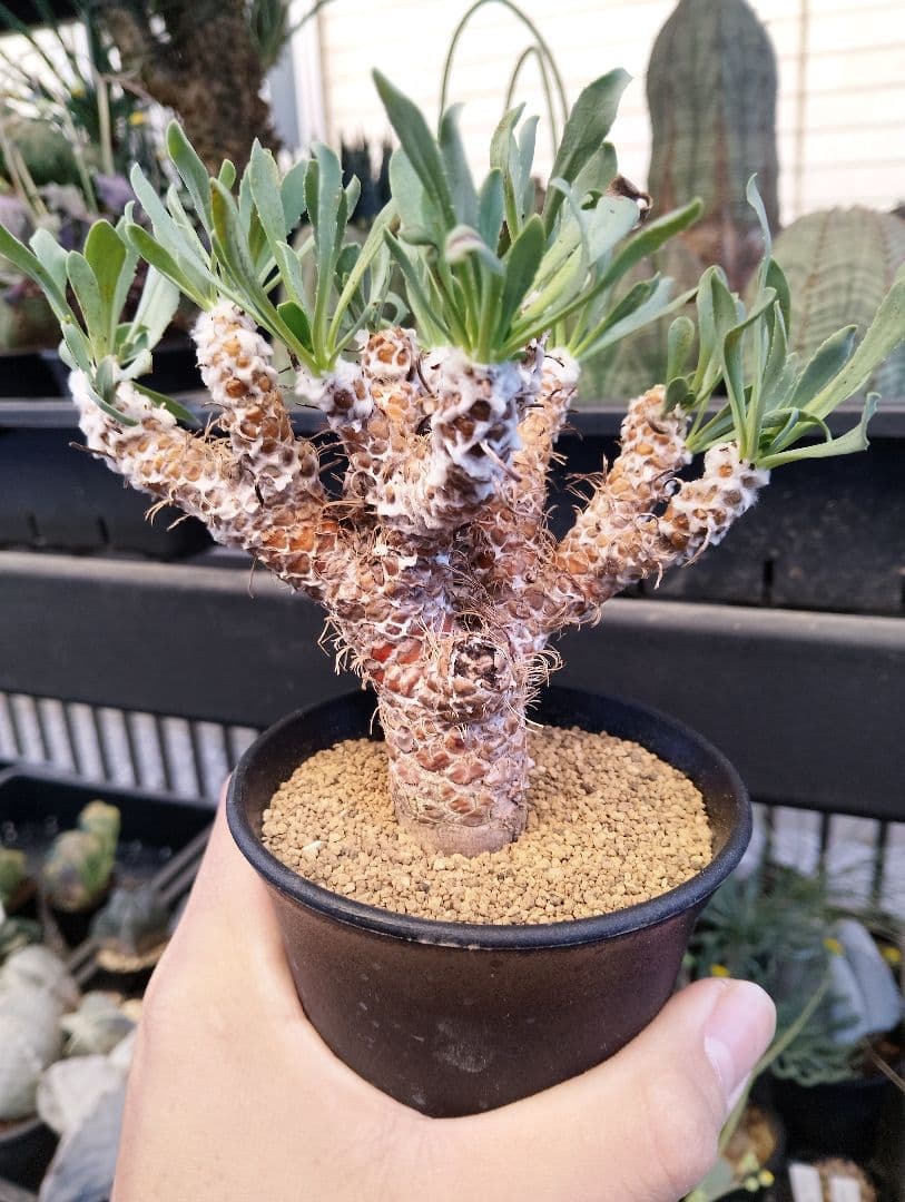 大株 幹立ち オトンナ レトロルサ