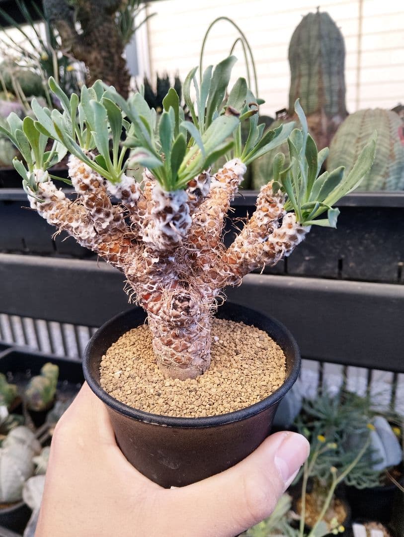 大株 幹立ち オトンナ レトロルサ