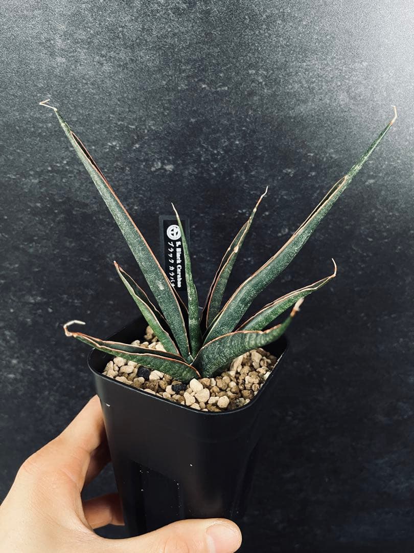 EMP サンセベリア 'ブラック' カラバオ / SA311