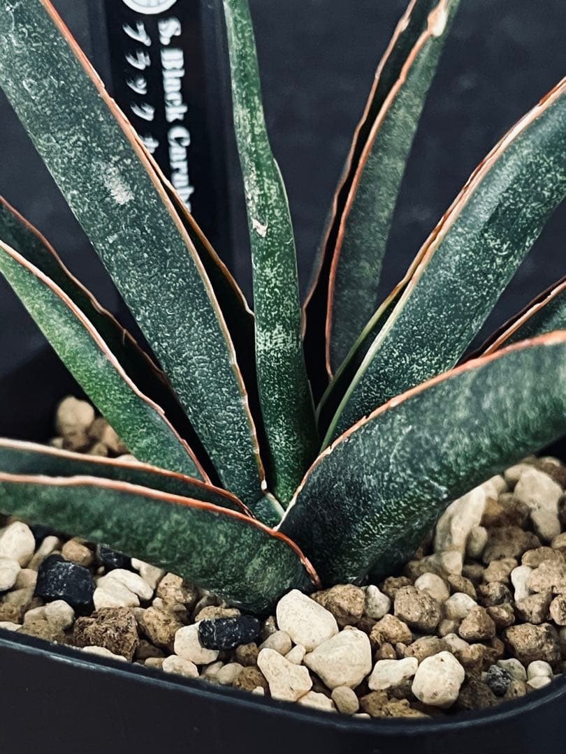 EMP サンセベリア 'ブラック' カラバオ / SA311