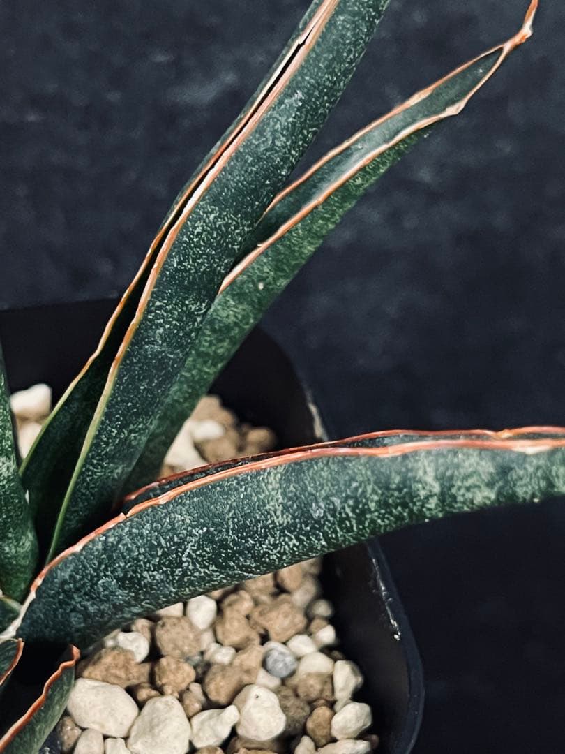 EMP サンセベリア 'ブラック' カラバオ / SA311