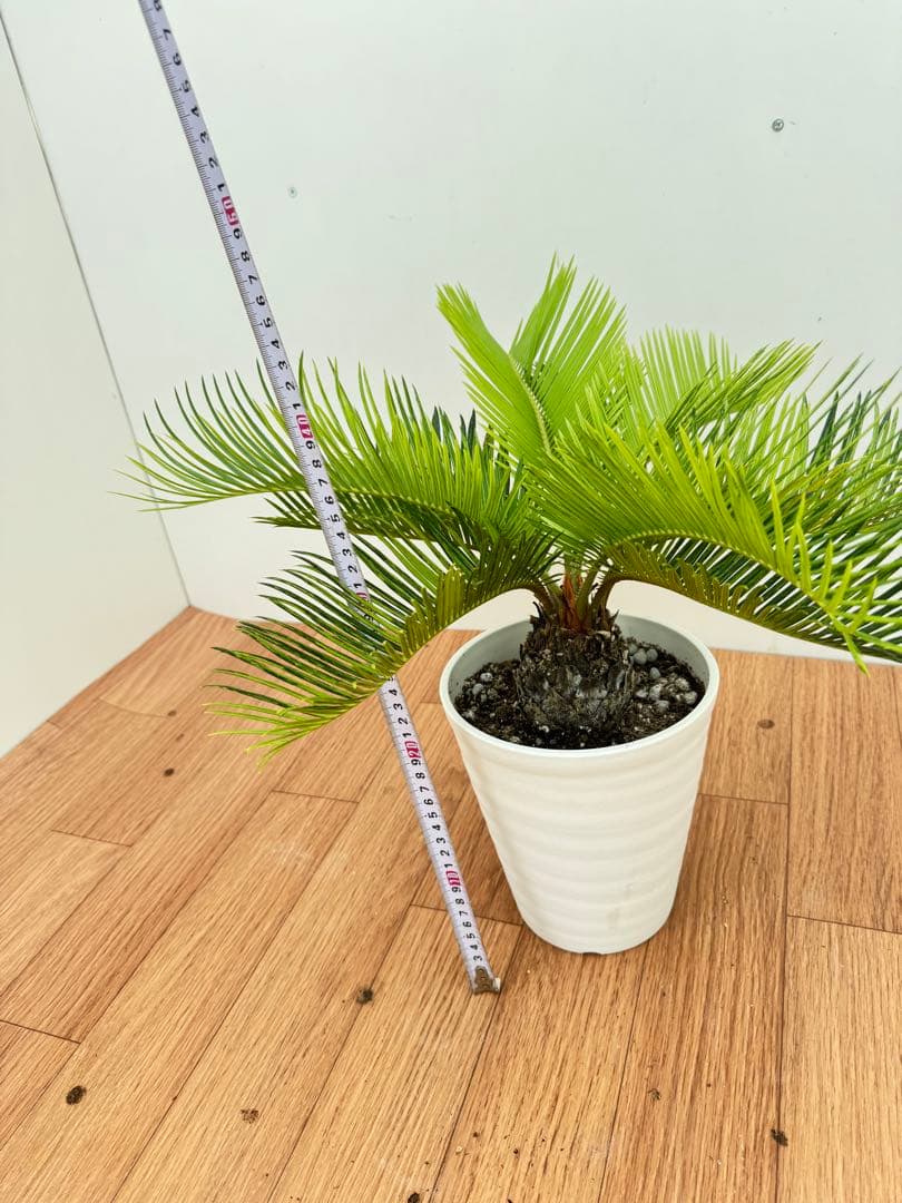 斑入り　ソテツ　蘇轍　9