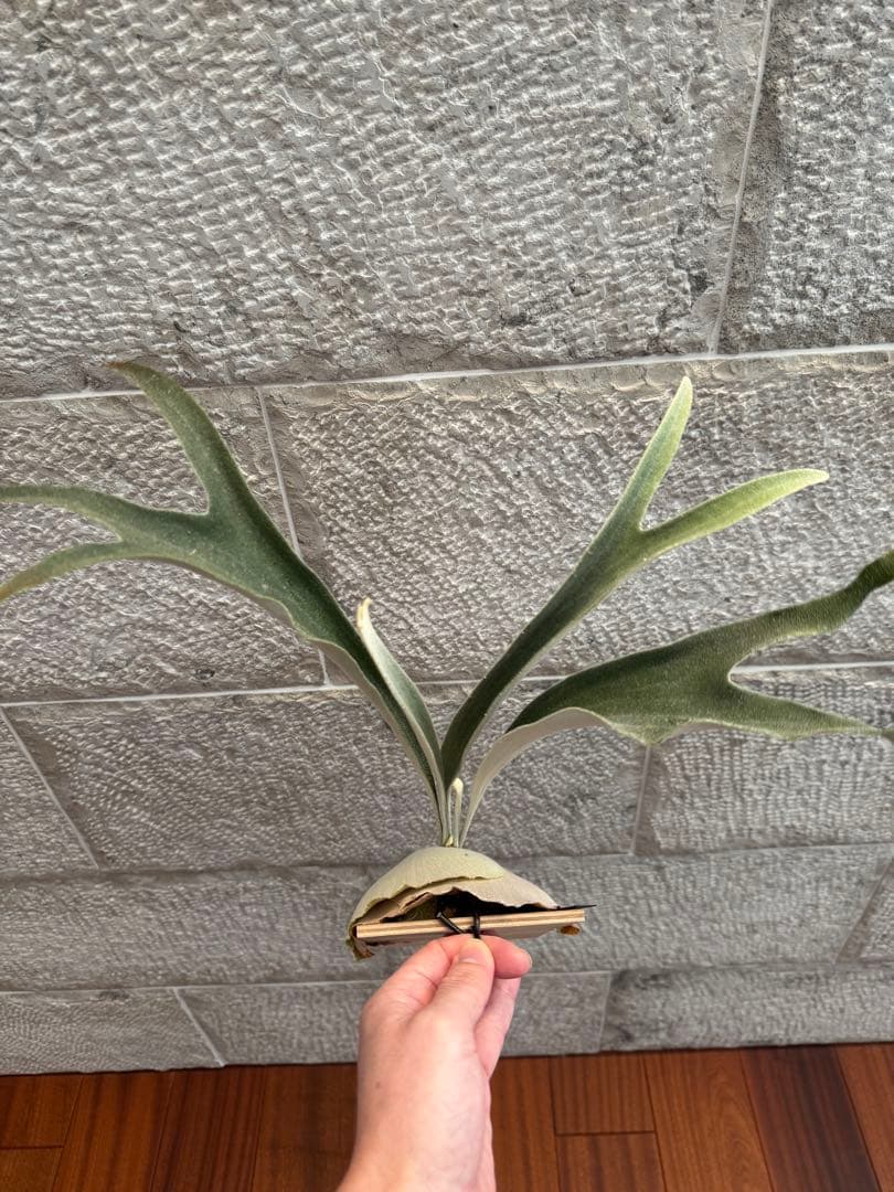 ビカクシダ P.veitchii Auburn  ベイチー AR子株