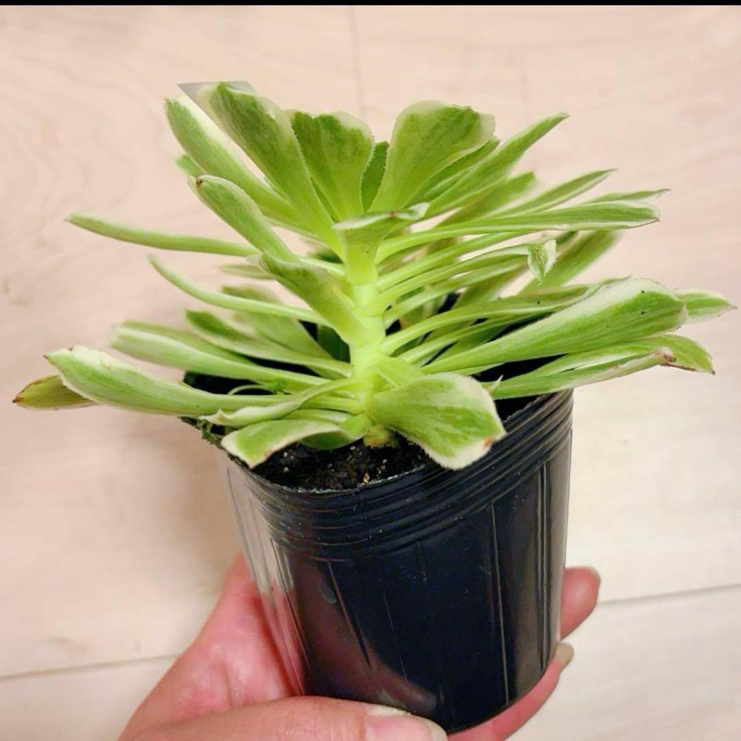 多肉植物❤️アエオニウム錦❤️ 青い波 ❤️碧浪❤️ 1大頭12-15cm拨き苗