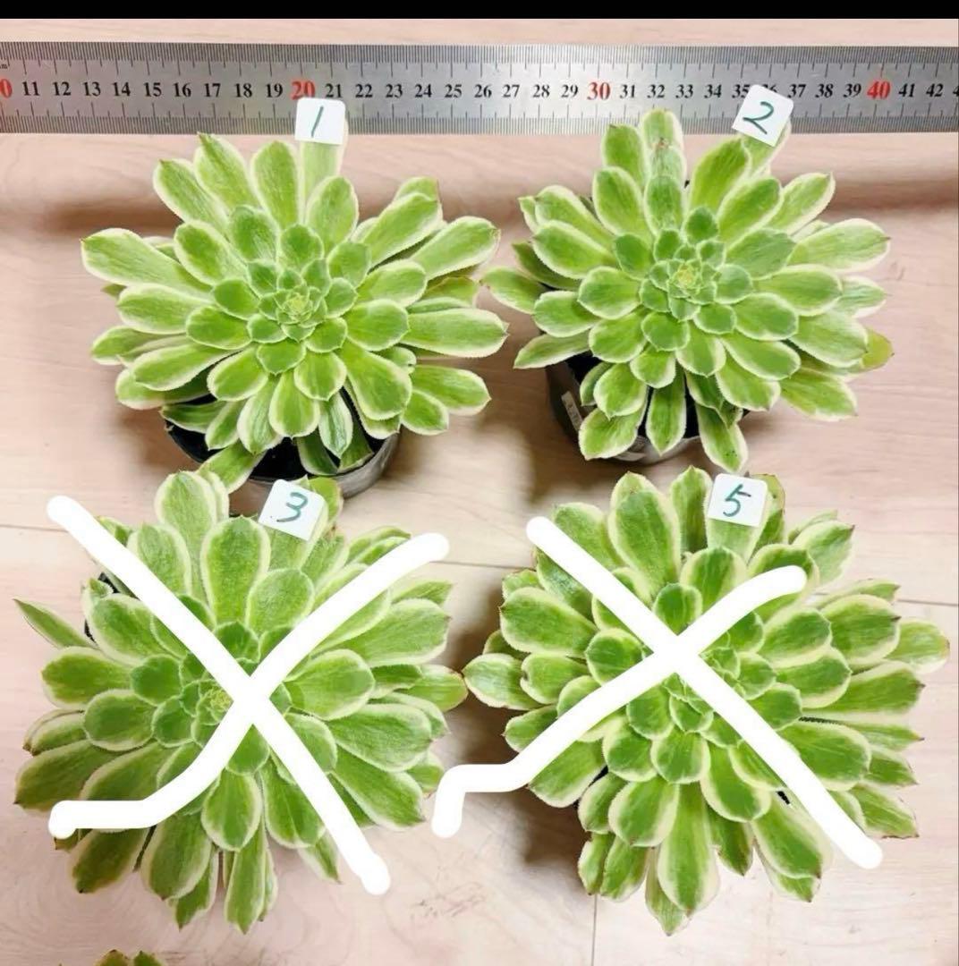 多肉植物❤️アエオニウム錦❤️ 青い波 ❤️碧浪❤️ 1大頭12-15cm拨き苗