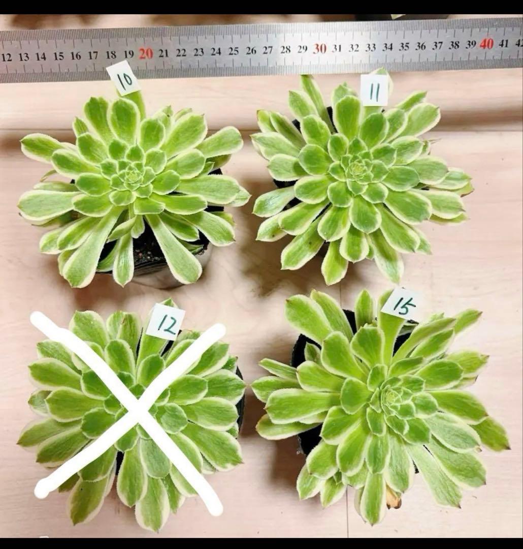 多肉植物❤️アエオニウム錦❤️ 青い波 ❤️碧浪❤️ 1大頭12-15cm拨き苗