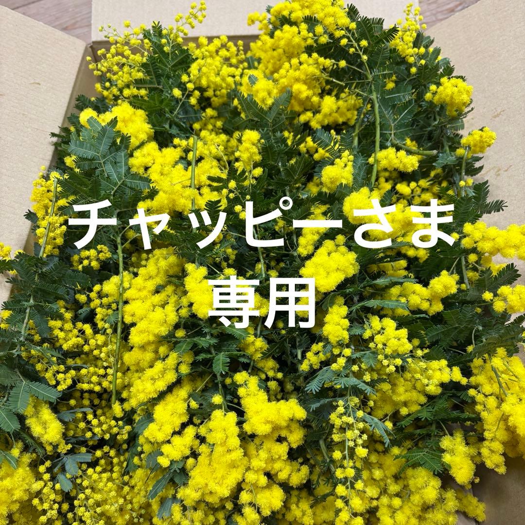 銀葉アカシア　チャッピーさま専用