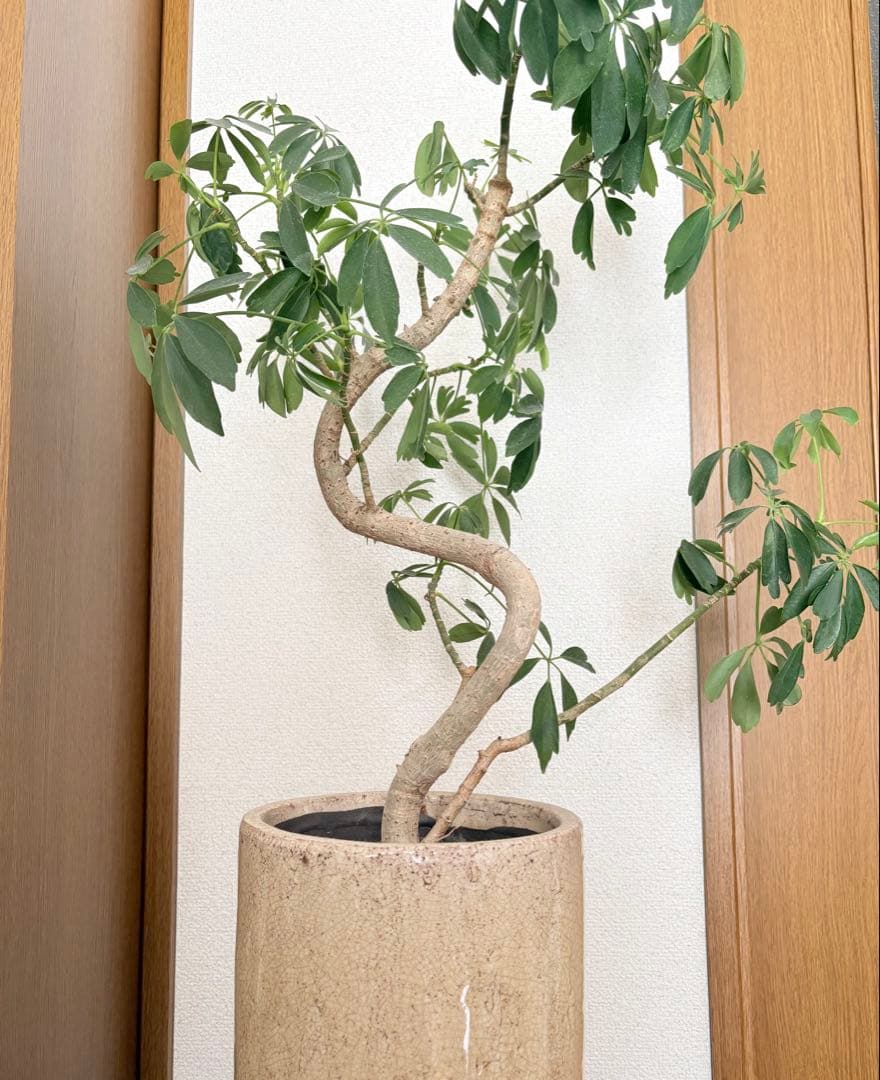 シェフレラ カポック 観葉植物