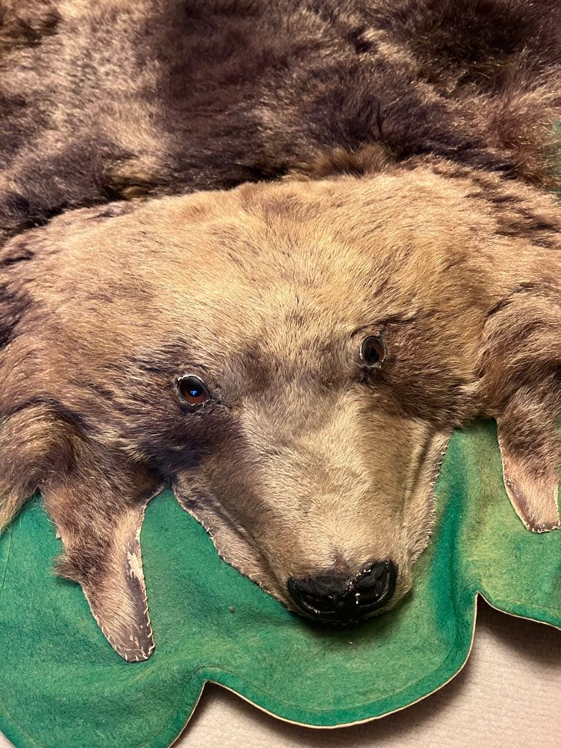 ヒグマ　熊　金毛　剥製　毛皮　絨毯