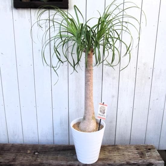 現物「トックリラン・ポニーテール」８号　Beaucarnea recurvata