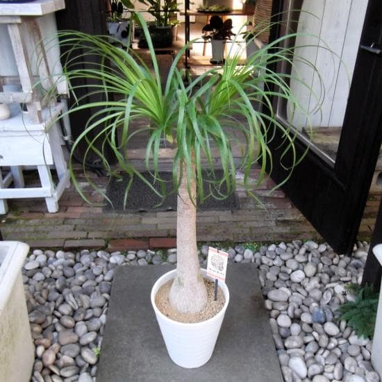 現物「トックリラン・ポニーテール」８号　Beaucarnea recurvata