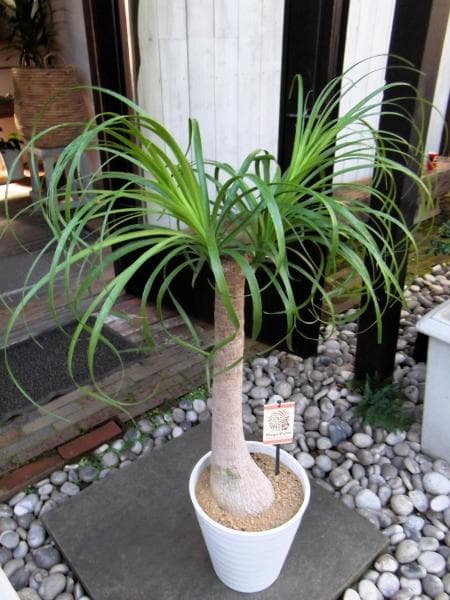 現物「トックリラン・ポニーテール」８号　Beaucarnea recurvata