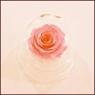 プリザーブドフラワードーム ピンクローズ