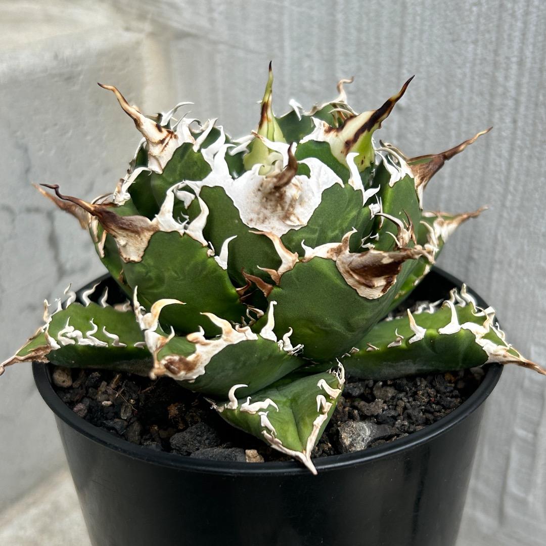 st-TAKA　【子株】 アガベ チタノタ レジェンド ロウルサンコ産