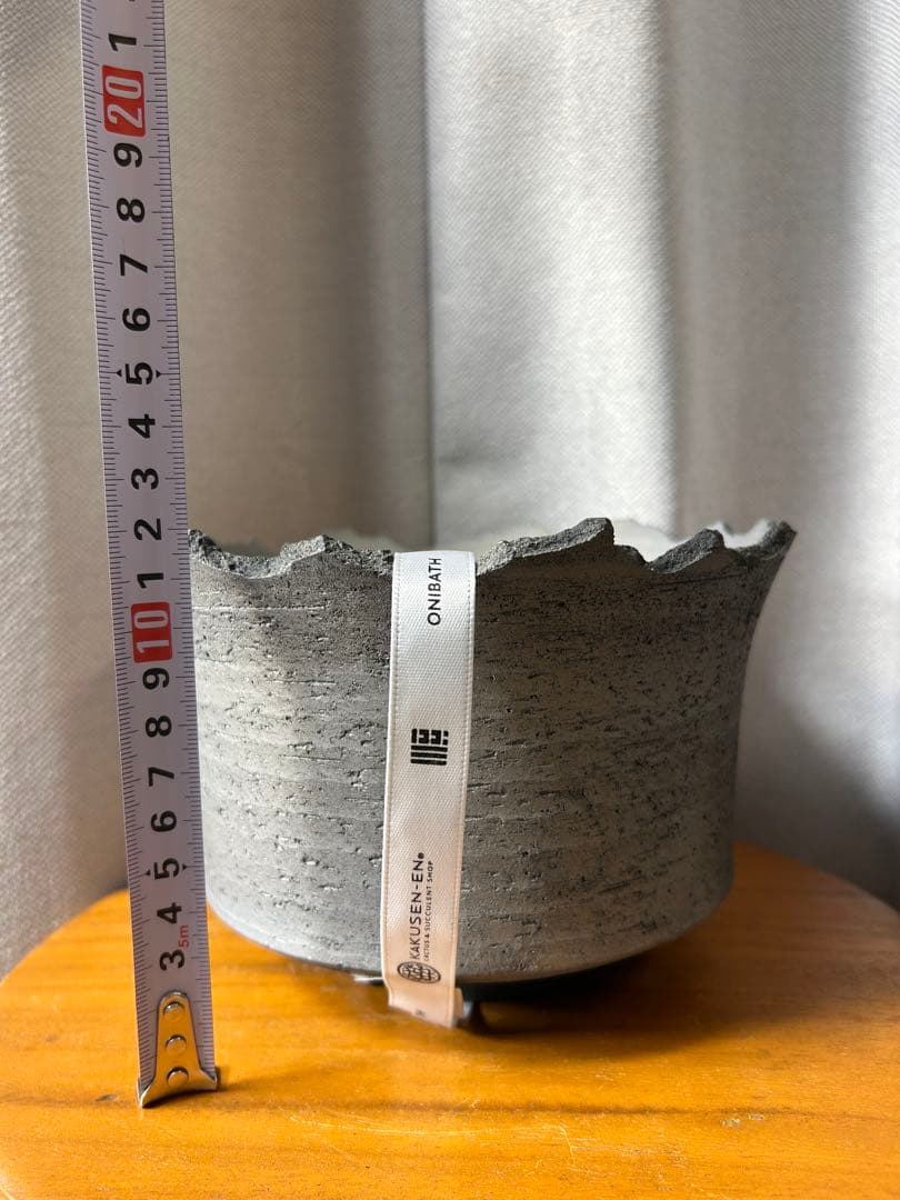 鶴仙園 三州みやび鉢 パキプスグラキリスInvisible ink SRL 大